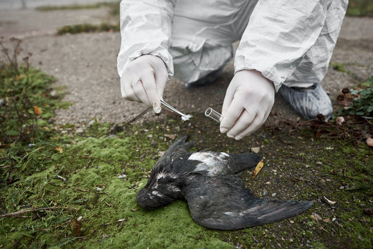 Close up of ecologist hands holding tweezers and test tube while collecting sample from dead pigeon on the street, wearing white gloves. Concept of ecology, research and environmental pollution. - Powered by Adobe