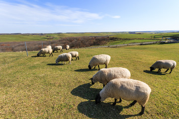 Obraz premium 日本・北海道東部の標茶町、多和平展望台の羊
