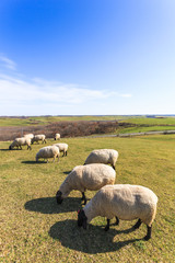 Fototapeta premium 日本・北海道東部の標茶町、多和平展望台の羊