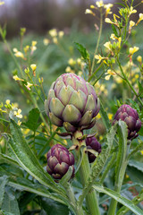 artichoke 
