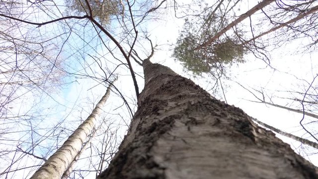 bottom view of a beren trunk in the sun. Birch tree trunk close-up, view up to the sky.  Trunk and branches of birch. The view from the bottom up. Selective focus. Special treatment