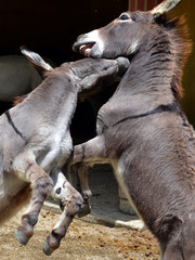 Donkeys fight