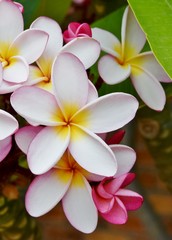Fototapeta na wymiar Close up of pink and yellow frangipani blossoms