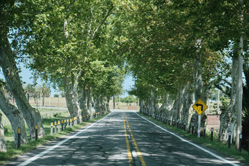 a view of a road surrounded by trees and brunches as a vegetation tunnel on the way from gualeguaychu argentina to fraybentos punta del este uruguay