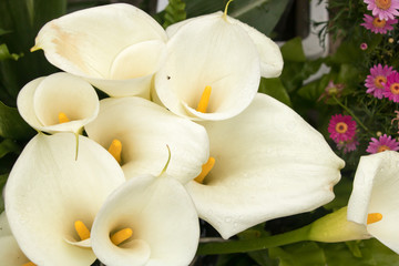 Plakat Calla lilies in the Zhuzihu area of Yangmingshan National Park are blooming from March to June every year.