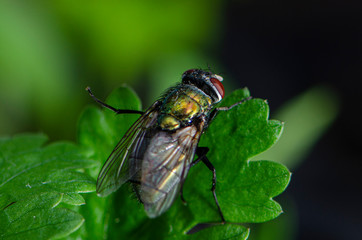 fly