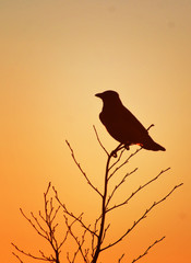 Morning crow