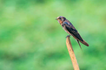 Image of barn swallow bird (Hirundo rustica) on a branch on the natural background. Bird. Animal.