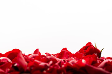 red rose in petals