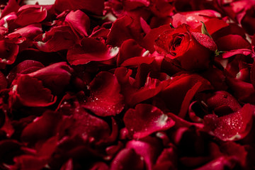 red rose in petals