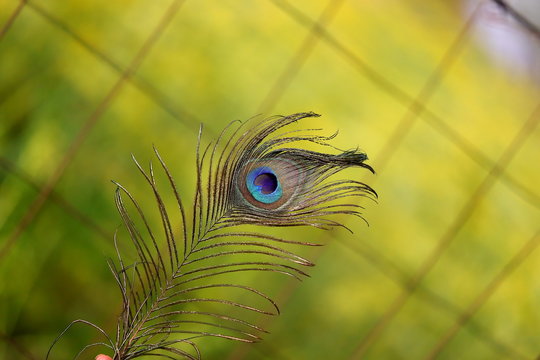 peacock bird feathers in blur gradient background