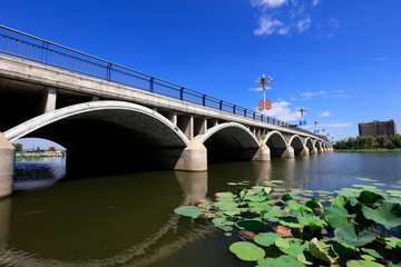 Bridges and Lotus Under the Blue Sky, China
