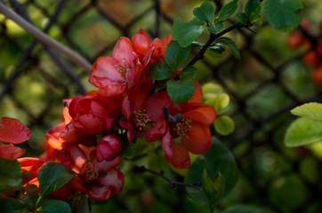 Red flowers on green grass