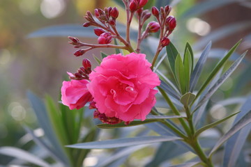 Pink oleander flowers