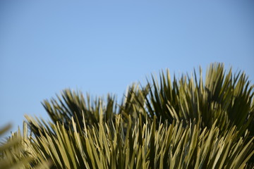 green branches against the sky
