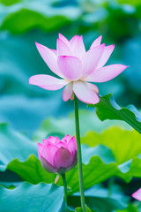 Obraz premium lotus flower blooming in summer pond with green leaves as background