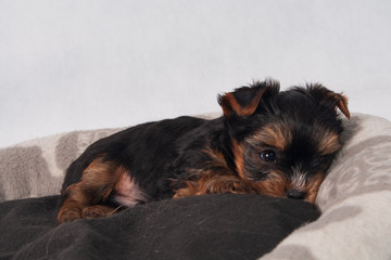 Yorkshire Terrier Black czarny szczeniak York © tidusina