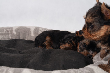 Yorkshire Terrier Black czarny szczeniak York © tidusina