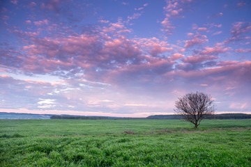 Árbol solitario en medio de campo de cultivos al amanecer.