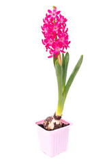 Pink Hyacinth flower in pink pot on white background