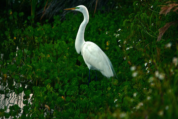 Snow egret i waters edge with green plants