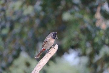 Dark-caped bulbul perched dry tree stem in nature