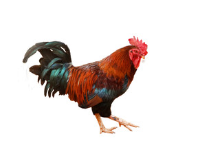 rooster isolated on white background