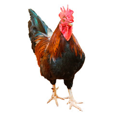 rooster isolated on white background