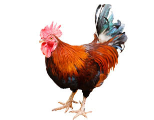 rooster isolated on white background