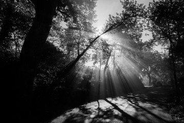 View of a road with sunrays cutting through the mist, and creating beautiful trees shadows textures on the ground