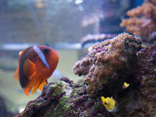 fish in aquarium
