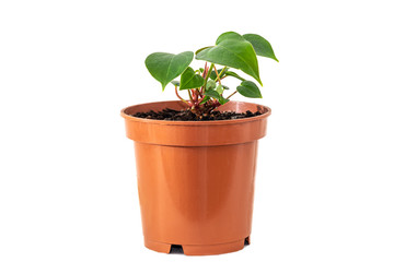 Anthurium small plant growth in pot on white background