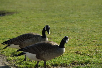 Canadian goose season