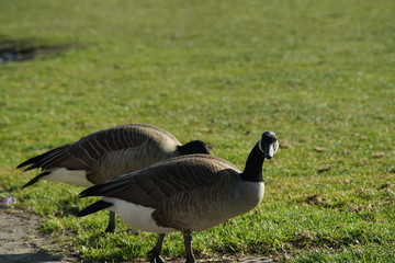 Canadian goose season