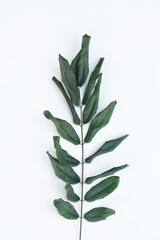 green plant isolated on white background