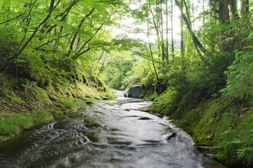 Obraz premium 日本 新緑の美しい渓流