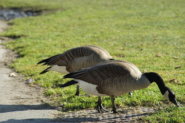 Canadian goose season