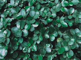 beautiful of dark green leaves background or wallpaper