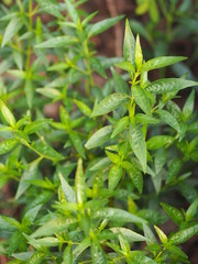 King of bitters The scientific name Andrographis paniculata Burm, Wall. Ex Nees, Fah Talai, Thai herbs relieve sore throat, reduce fever, heat up the cold green vegetable protect virus covid19