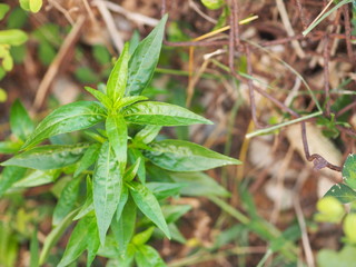 King of bitters The scientific name Andrographis paniculata Burm, Wall. Ex Nees, Fah Talai, Thai...