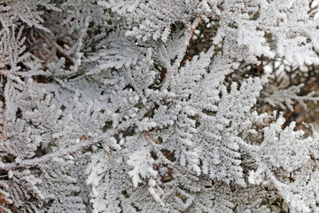 Ice crystals on the branches of Platycladus orientalis