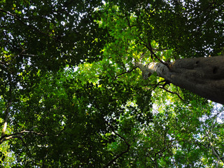 tree nature background