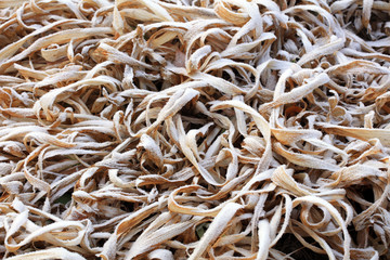 Dry wild vegetables in winter