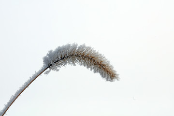 Sargassum in the Wild Winter