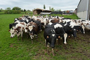 Fototapeta premium Troupeau de vaches empruntant le chemin de la traite...Race normande et prim holstein.