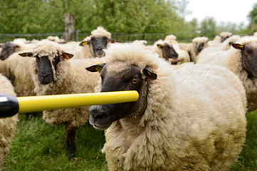 Identification &eacute;lectronique des ovins. Lecture de la boucle &eacute;lectronique sur une brebis &agrave; l'aide d'un baton de lecture en pr&eacute;sence de l'&eacute;l&eacute;veur