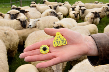 Identification électronique des ovins. Boucle électronique pour brebis
