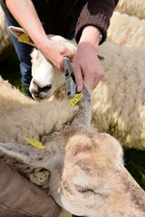 Identification électronique des ovins. Pose d'une boucle électronique sur une brebis