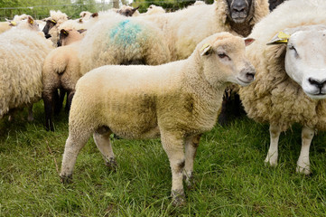 Identification électronique des ovins. Agneau, race Texel