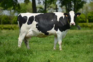 Naklejka na ściany i meble Troupeau vaches prim Holstein